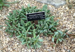 Image of Aloinopsis luckhoffii (L. Bol.) L. Bol.