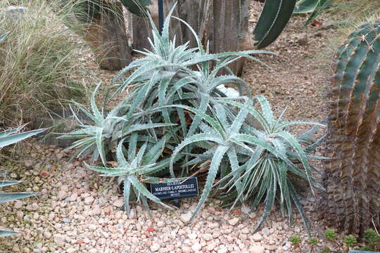 Image of Hechtia marnier-lapostollei L. B. Sm.