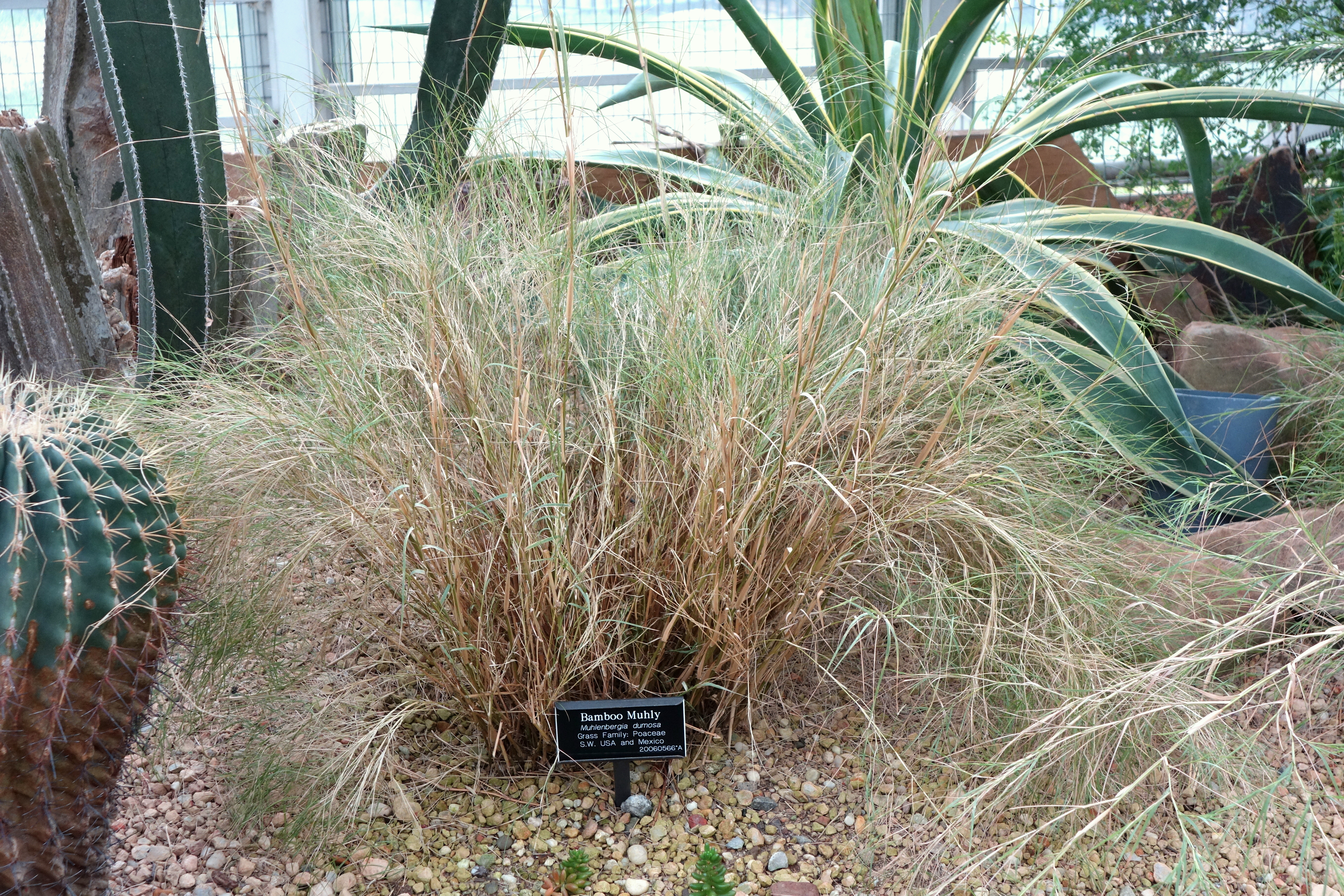 Muhlenbergia dumosa (rights holder: )