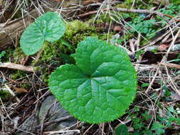 Image of Ligularia kojimae Kitam.