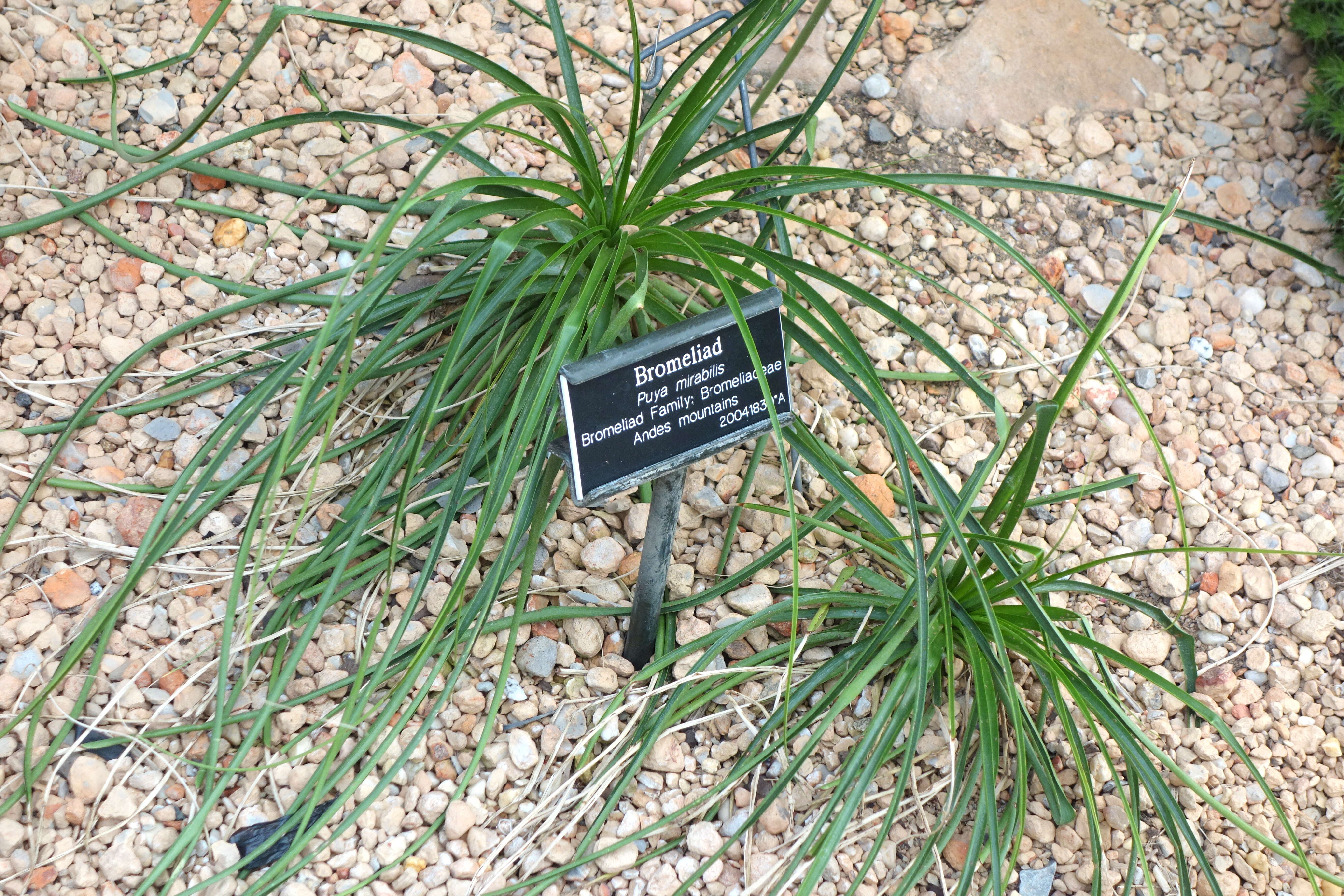 Image of Puya mirabilis (Mez) L. B. Sm.