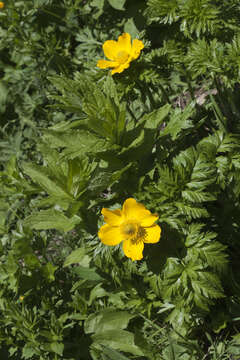 Image of Pulsatilla aurea (N. Busch) Juzepczuk