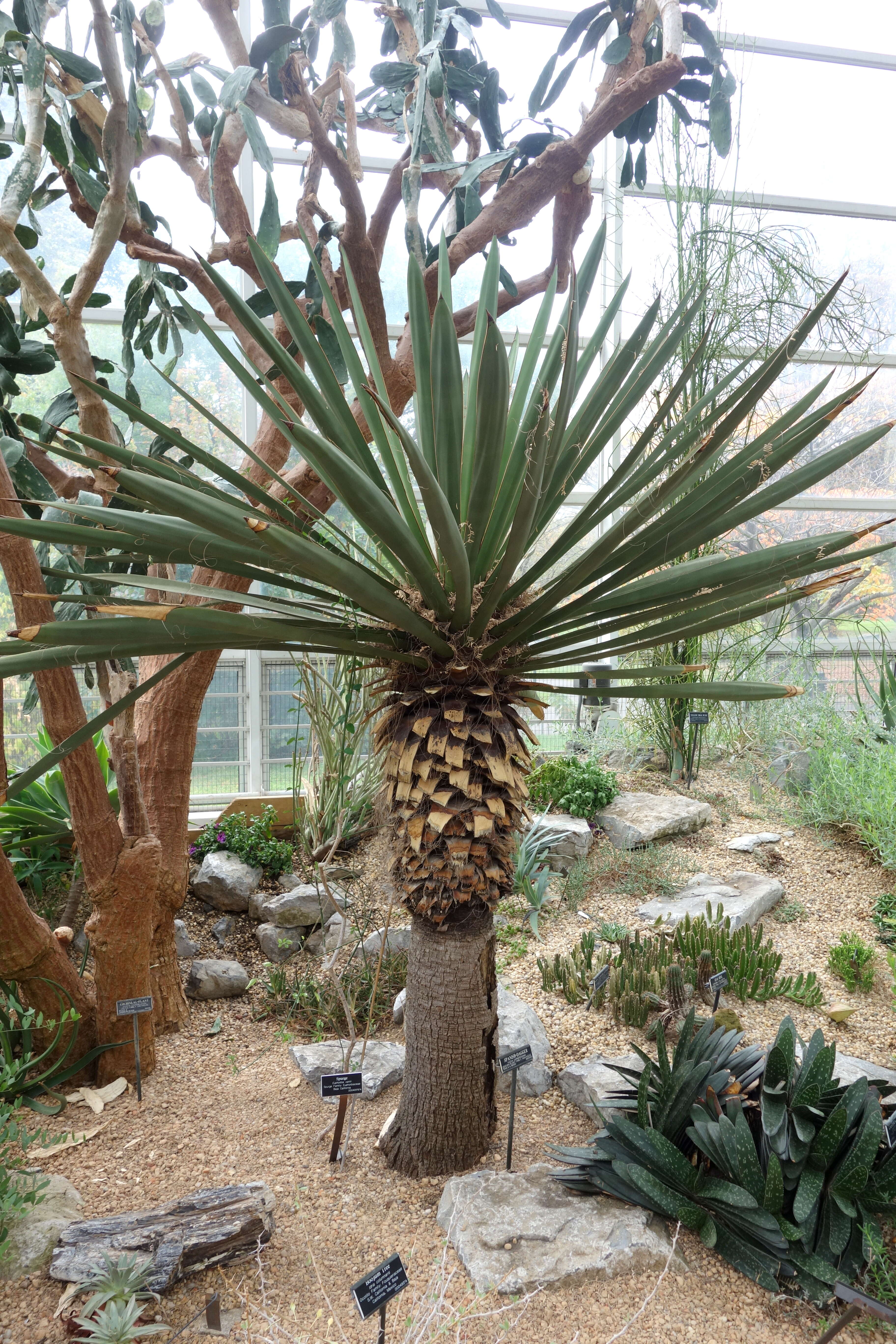 Sivun Yucca carnerosana (Trel.) McKelvey kuva