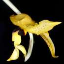 Image of Stanhopea anfracta Rolfe