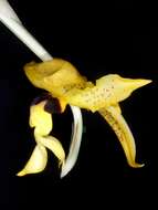 Image of Stanhopea anfracta Rolfe