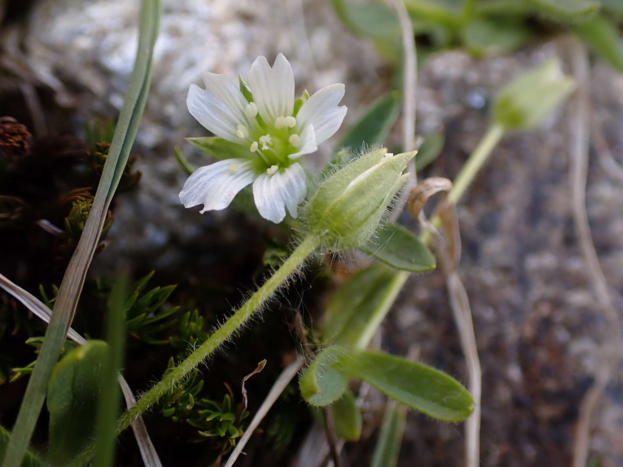 Image of Cerastium pedunculatum Gaudin