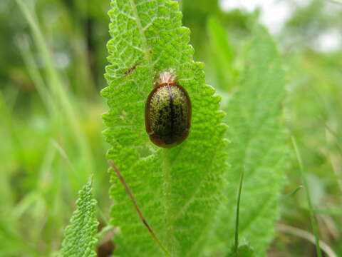 Cassida (Lordiconia) canaliculata Laicharting 1781的圖片