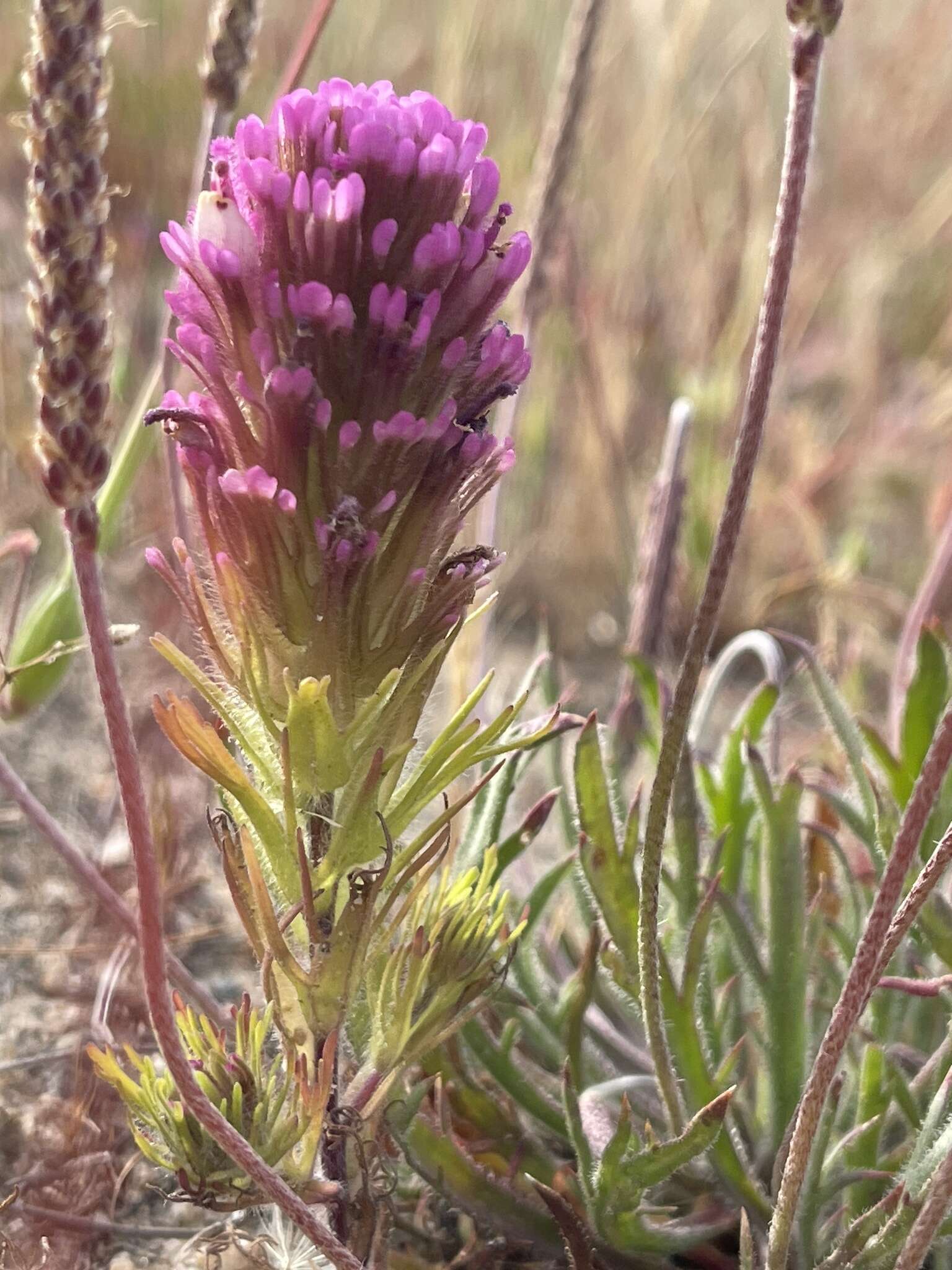 Image of wideleaf Indian paintbrush