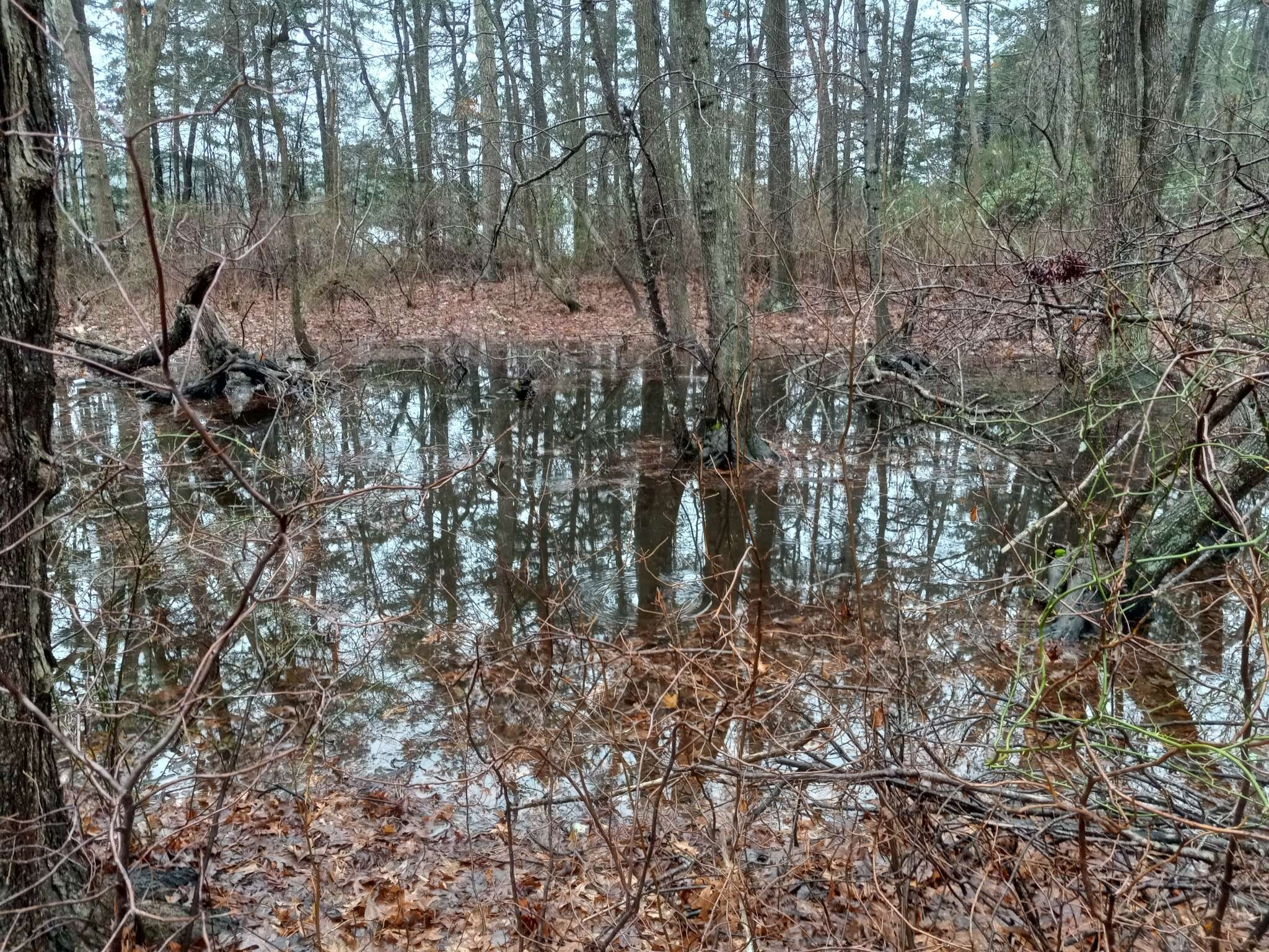 Image of New Jersey Chorus Frog