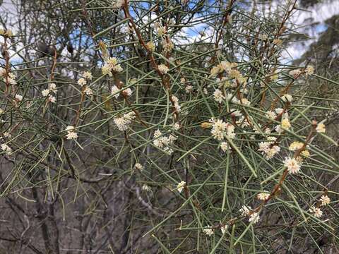 Image of Hakea mitchellii Meissn.