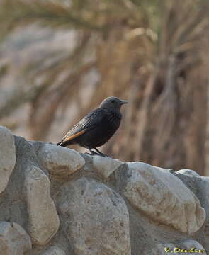 Image of Arabian Chestnut-winged Starling