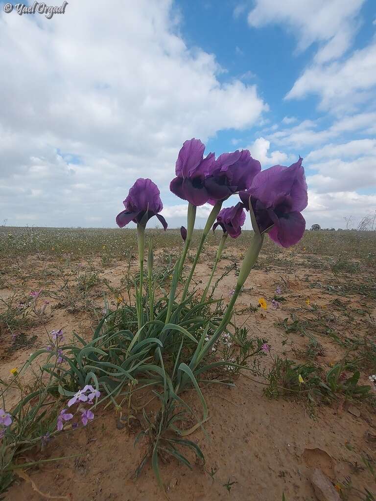 Plancia ëd Iris mariae Barbey