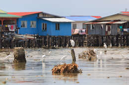 Image of Eastern great egret