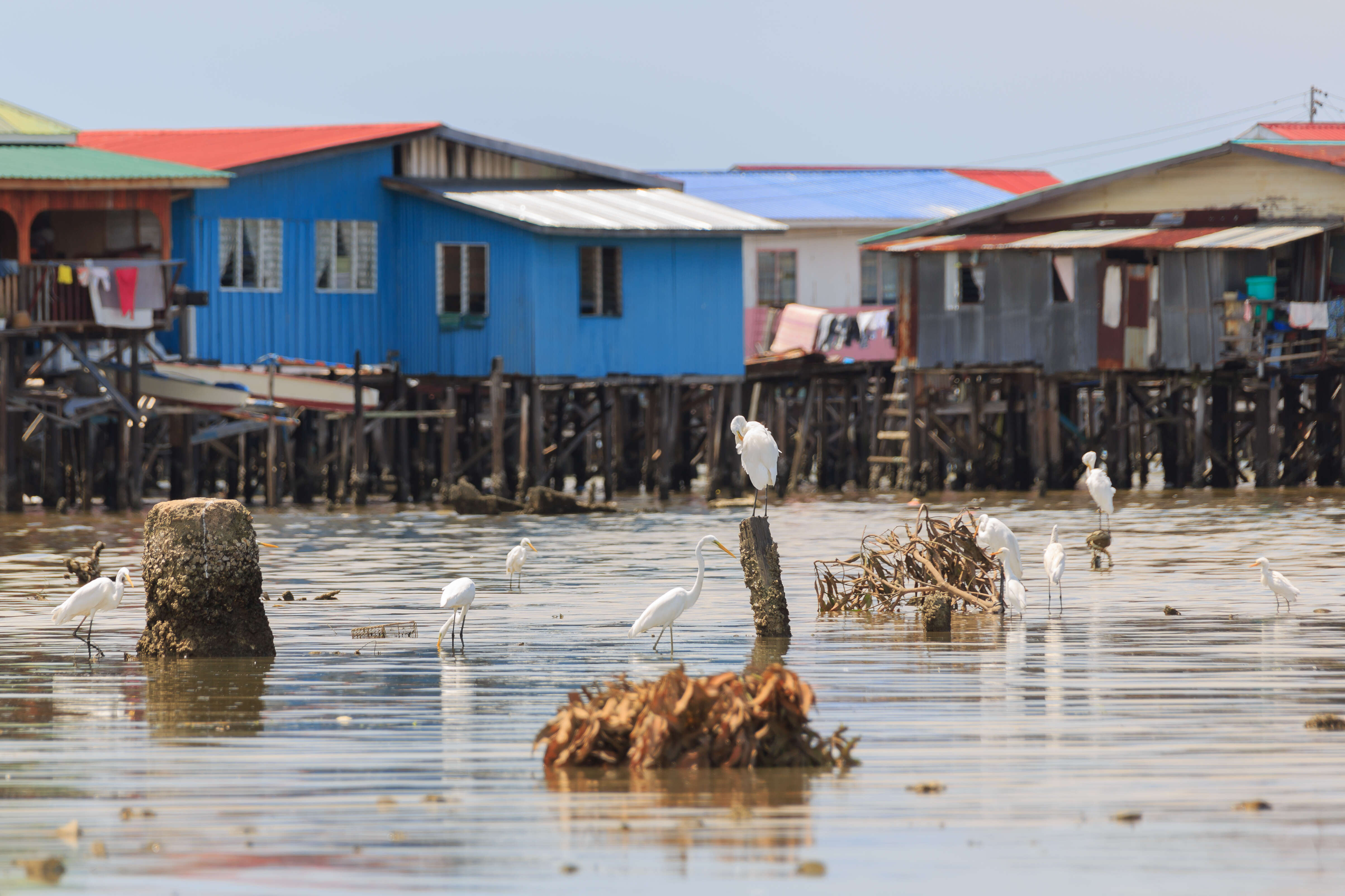 Image of Eastern great egret