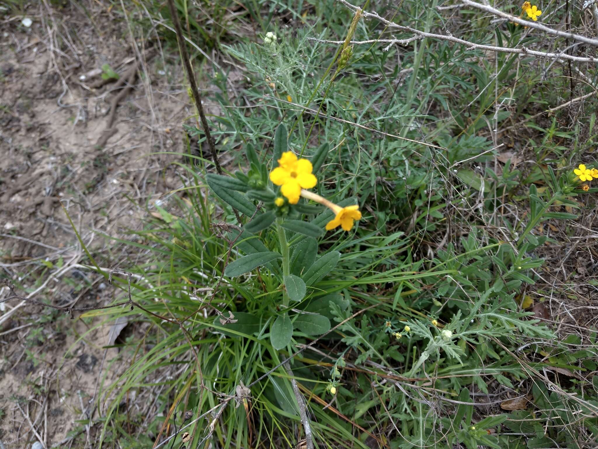 Image of San Antonio stoneseed