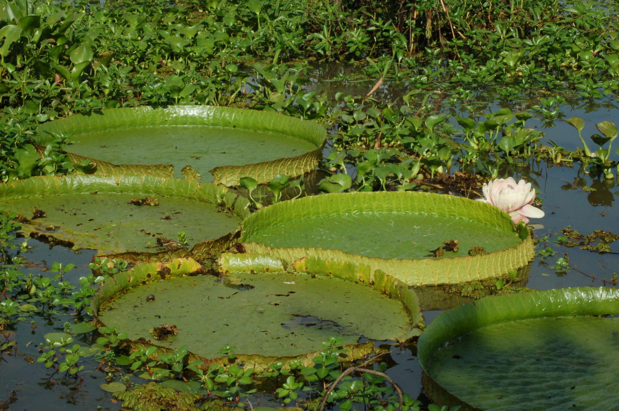 Image of Santa Cruz water-lily