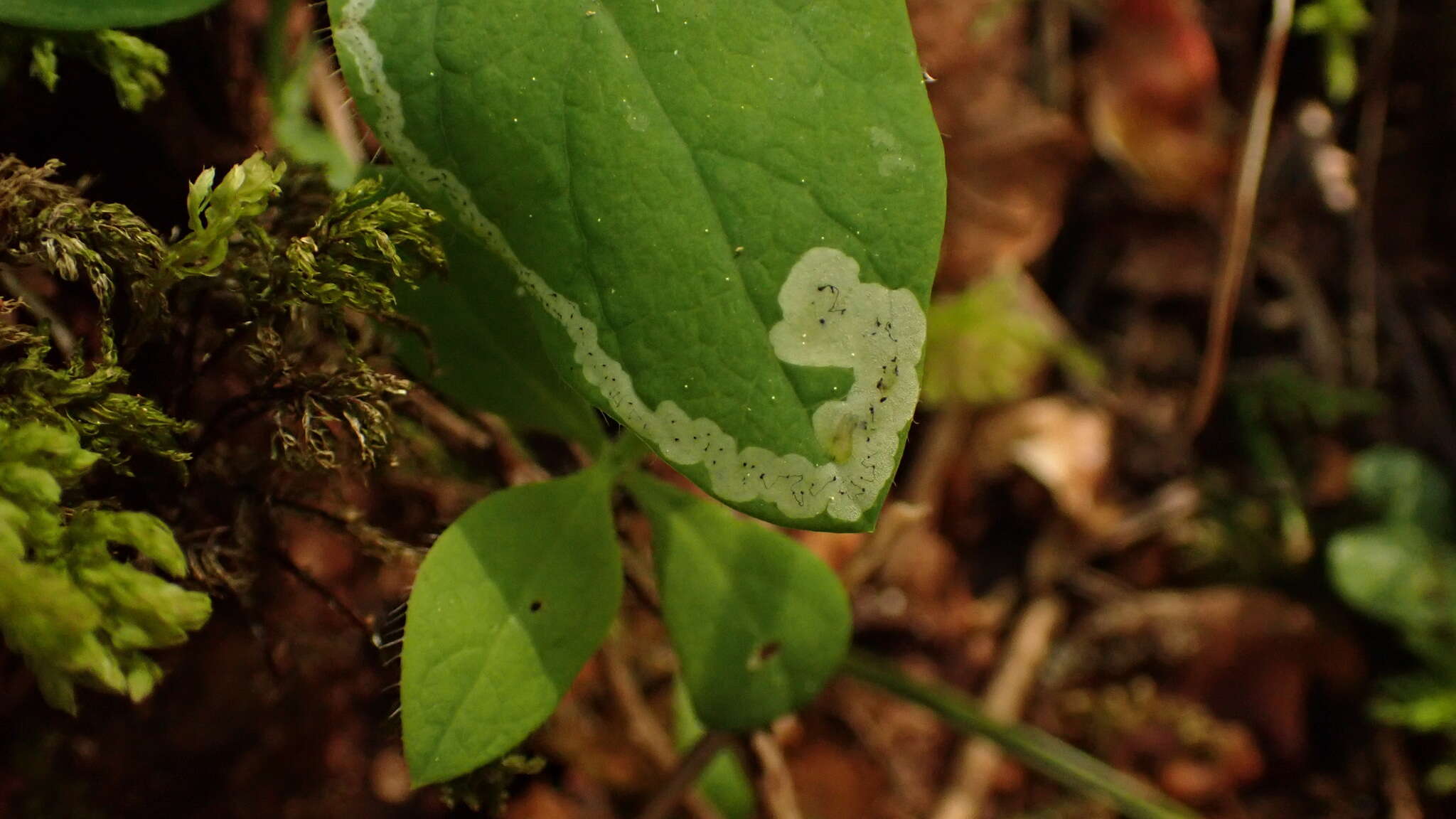 Image of Aulagromyza cornigera Griffiths 1973