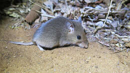 Image of Pouched Mouse