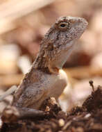 Image of Peters' ground agama