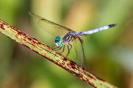 Image of Blue Dasher