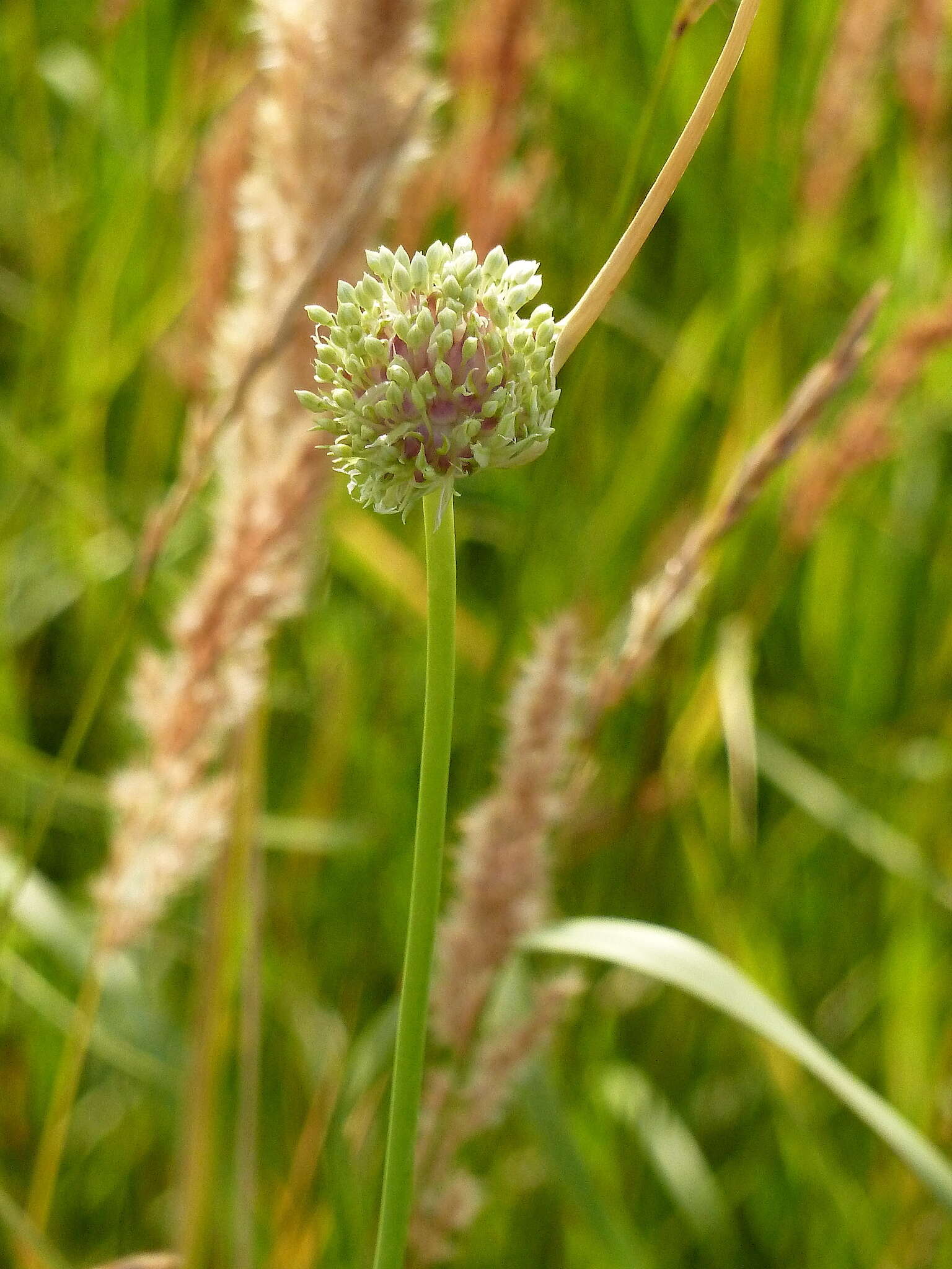 Image of cultivated garlic