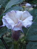 Image de Datura