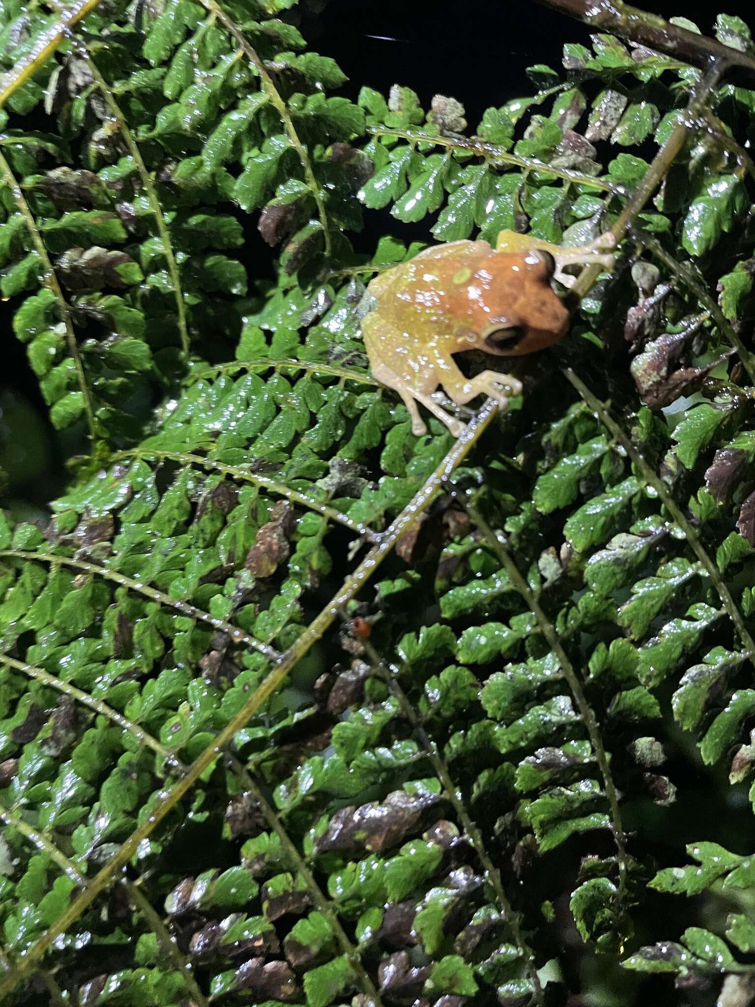 Image of Chiriboga robber frog