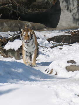 Image of Amur Tiger