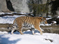 Image of Tiger