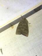 Image of Even-lined Sallow