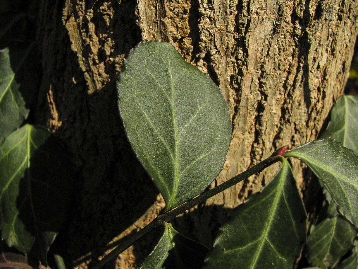 Image of Fortune's Spindle