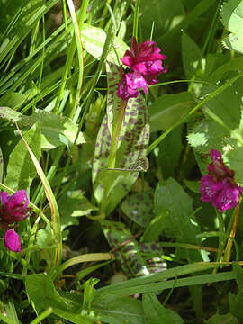 Image of Dactylorhiza cordigera (Fr.) Soó