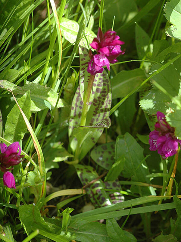 Image of Dactylorhiza cordigera (Fr.) Soó