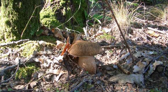 Imagem de Boletus reticulatus Schaeff. 1774