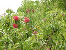 صورة Corymbia ptychocarpa (F. Müll.) K. D. Hill & L. A. S. Johnson