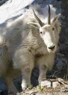 Image of mountain goat