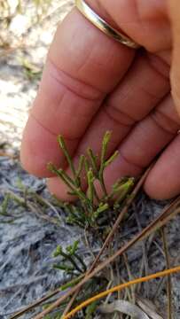 Image de Selaginella arenicola Underw.