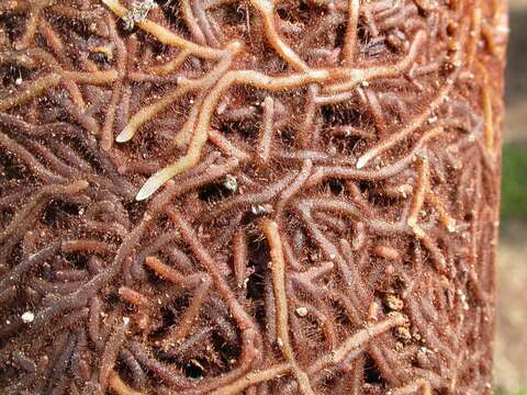 Image of whisk fern