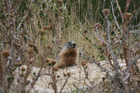 Image of Alpine Marmot