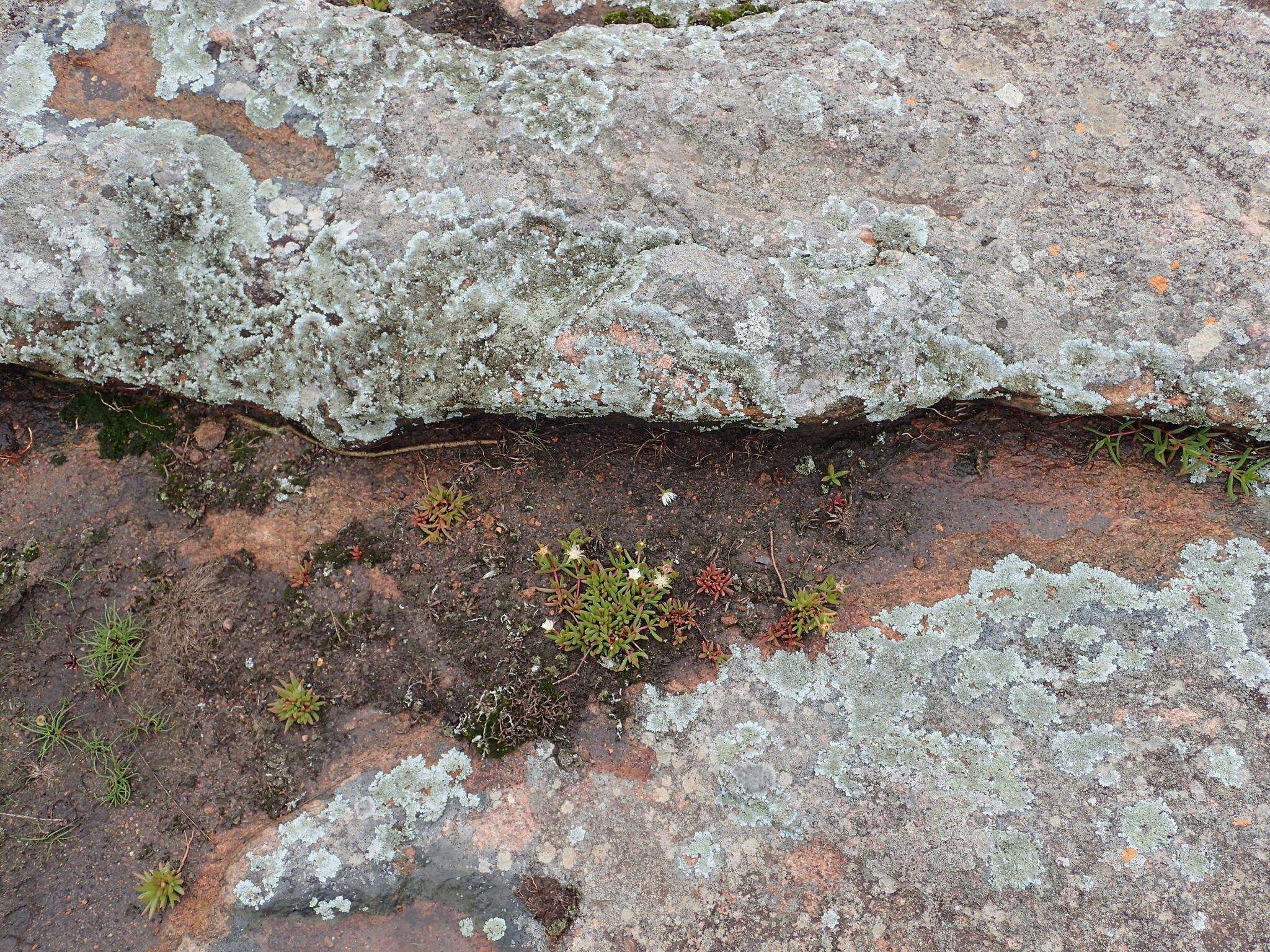 Image of Delosperma lineare L. Bol.