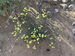 Imagem de Eriogonum nudum var. westonii (S. Stokes) J. T. Howell