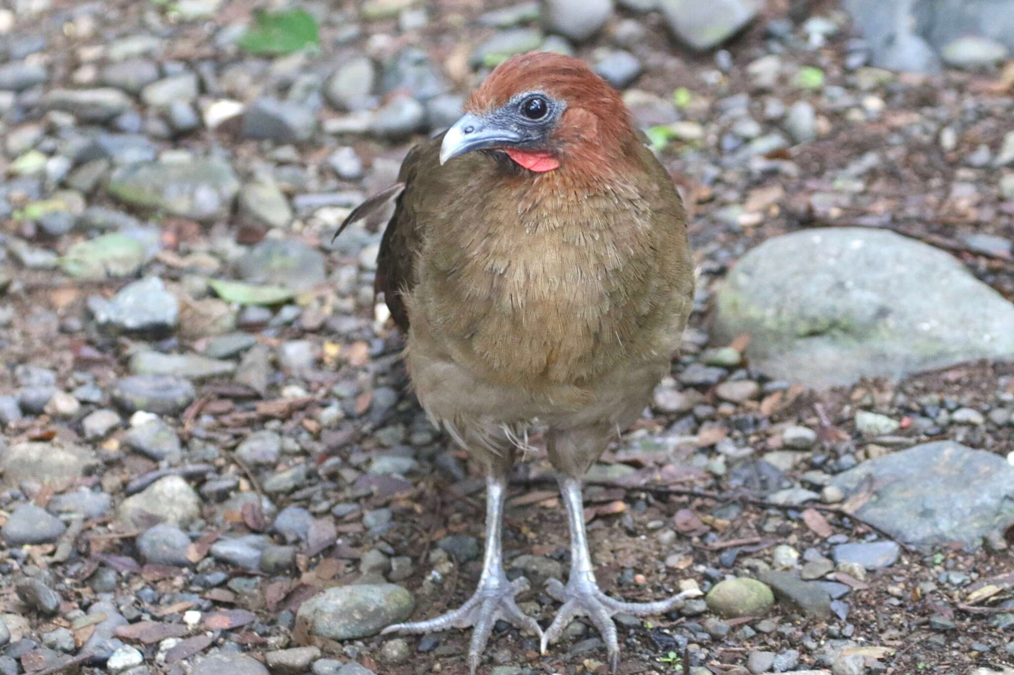 Image of Rufous-headed Chachalaca