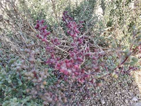 Image of Tetraena hamiensis (Schweinf.) Beier & Thulin