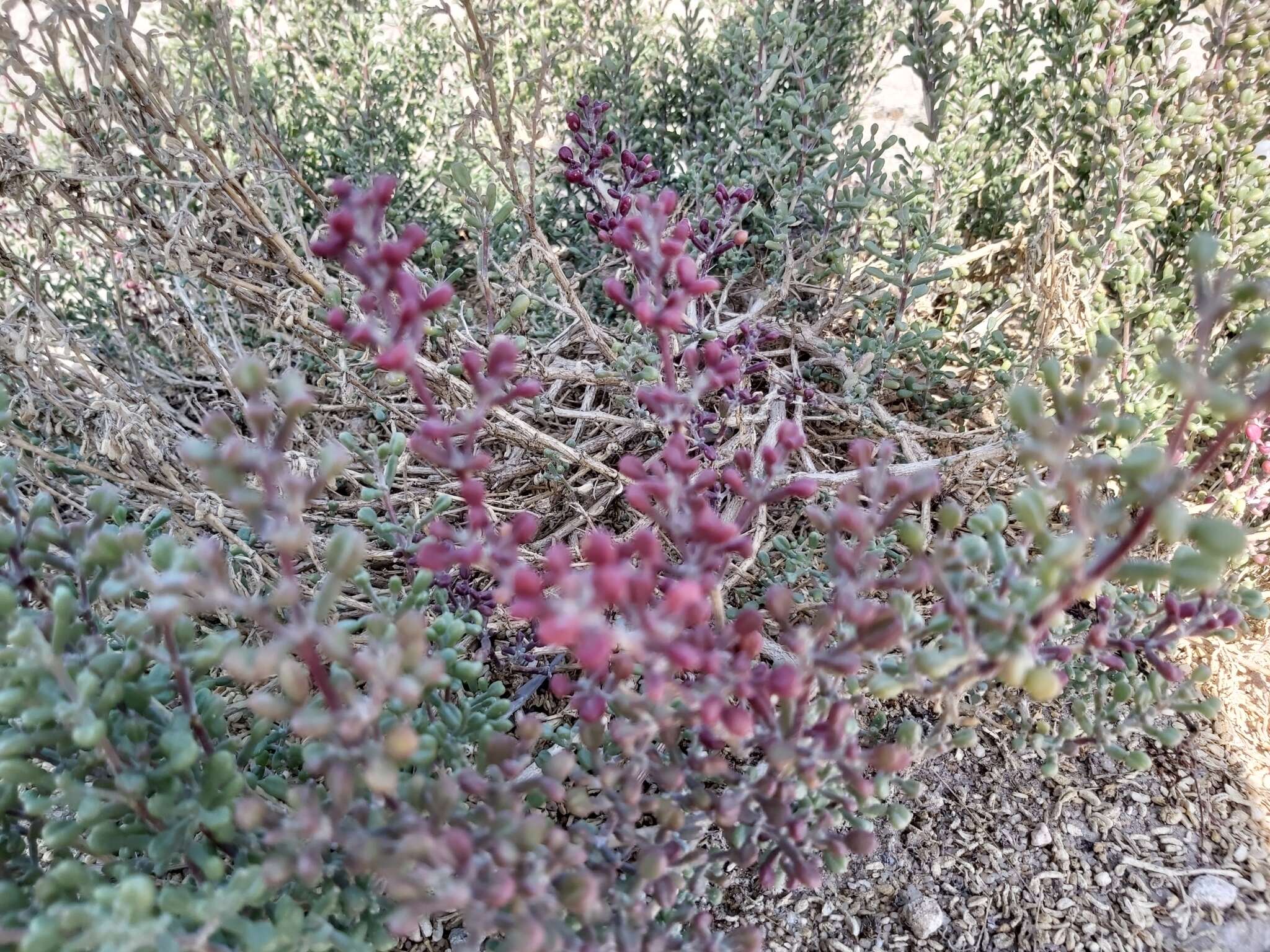 Image of Tetraena hamiensis var. qatarensis (Hadidi) Alzahrani & Albokhari