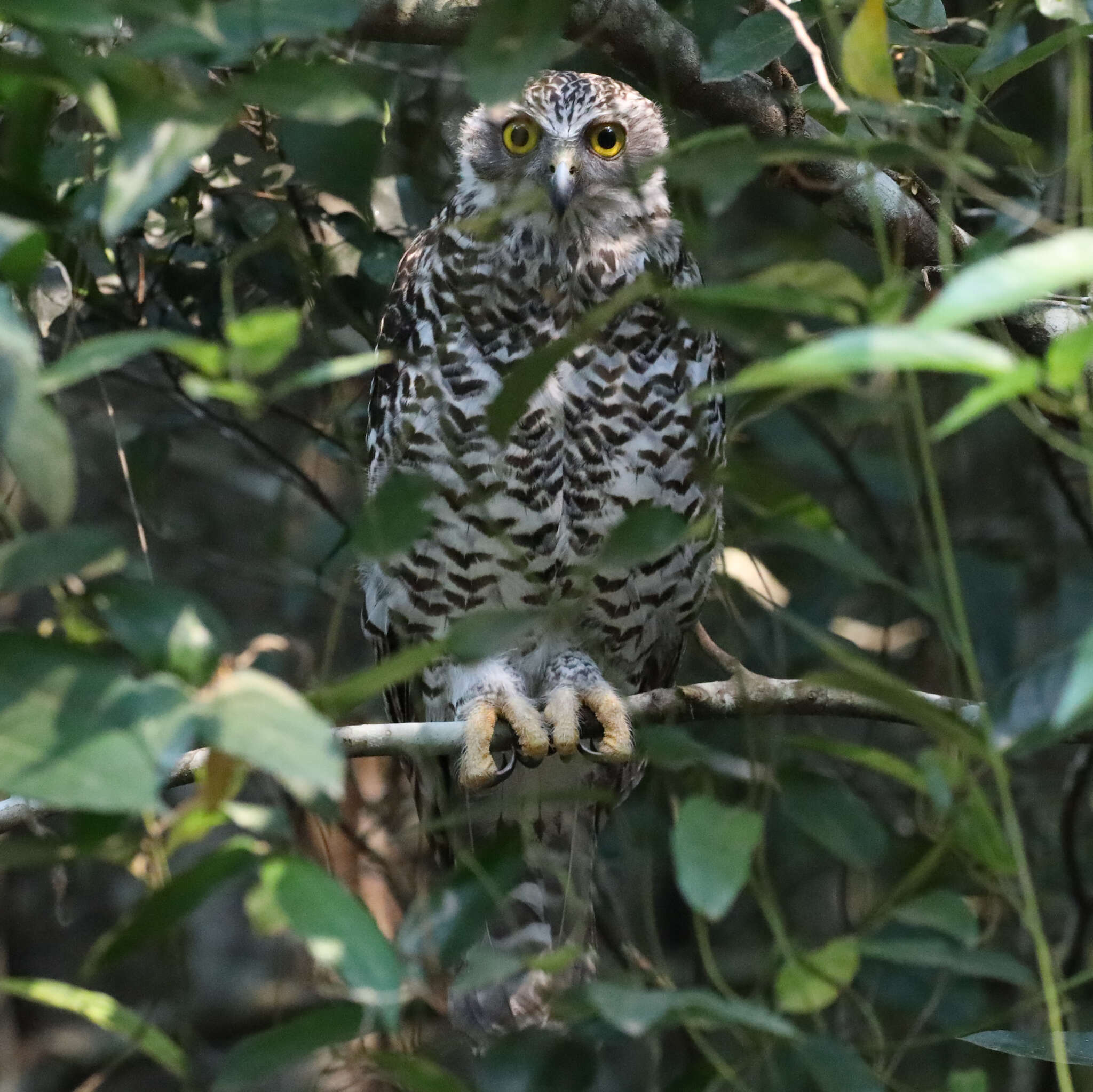 صورة Ninox strenua (Gould 1838)