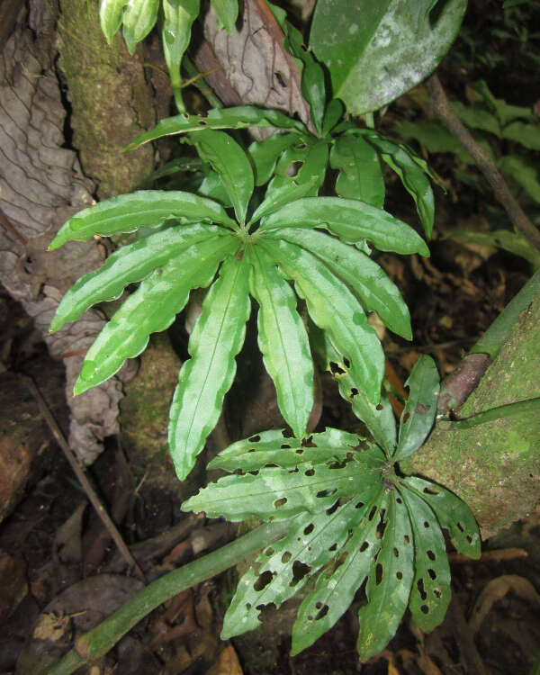 Imagem de Anthurium polyschistum R. E. Schult. & Idrobo