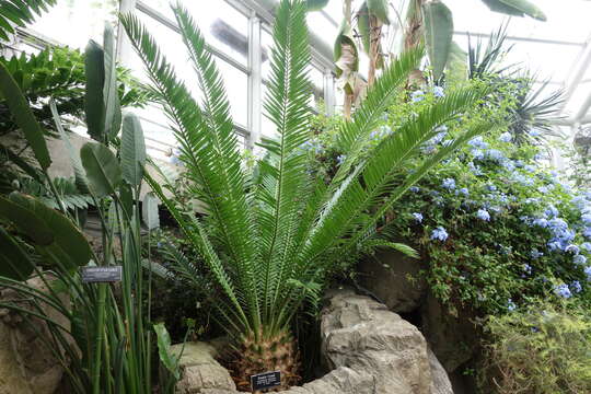 Image of Bushman's River Cycad