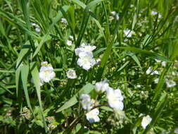 Image of Phacelia dubia var. dubia