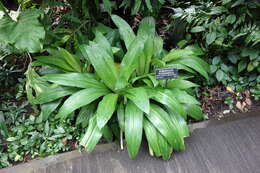 Image of Hymenocallis eucharidifolia Baker