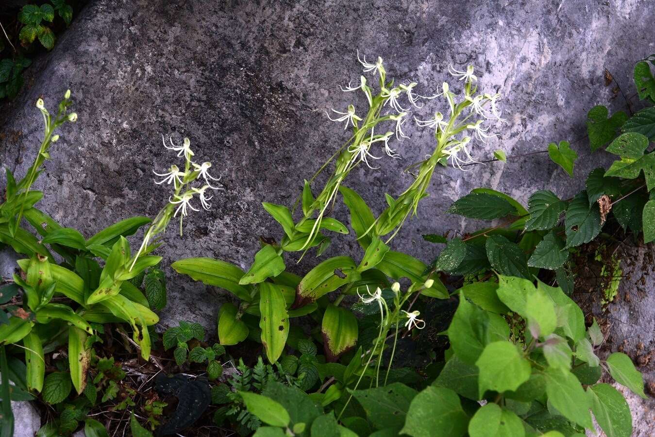 Habenaria macroceratitis Willd.的圖片